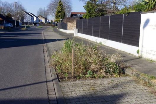 Die Baumbeete werden im Frühjahr neu bepflanzt