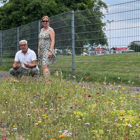 blumenfelder1