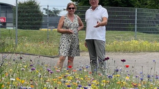 Blumenfelder im Aurikel-/Asternweg